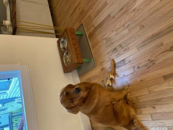 Personalized raised dog bowl stand with carved name