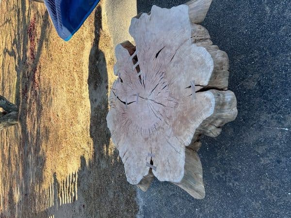Raw tree stump slab drying outdoors in natural sunlight