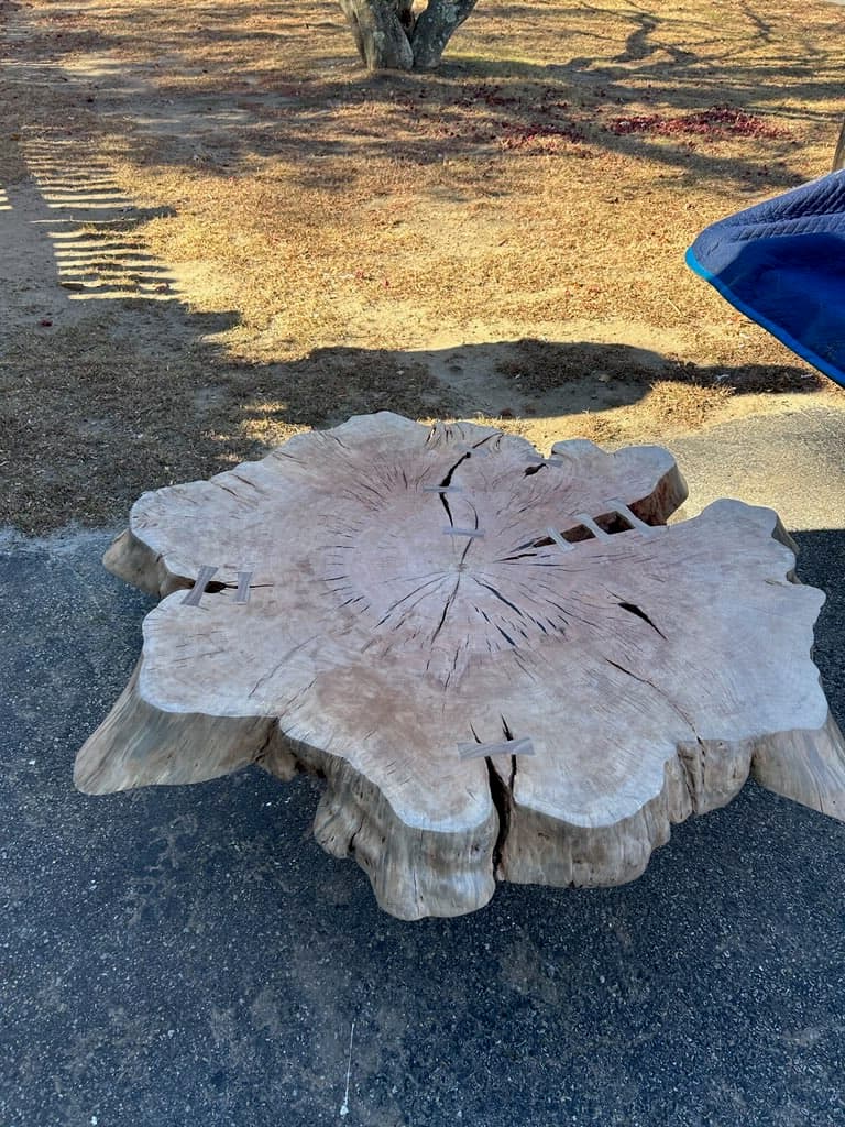 Raw tree stump slab drying outdoors in natural sunlight